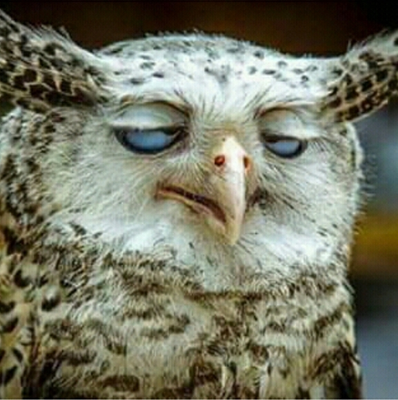 TALK TO ME 😄... via this deranged owl. PLEASE READ!! - Picture 4 of 4